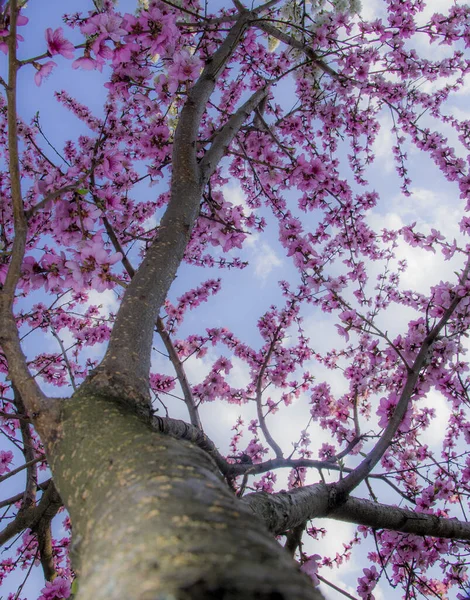Low Angle Shot Blossoming Tree Pink Flowers Cloudy Sky Growing — Stock Photo, Image