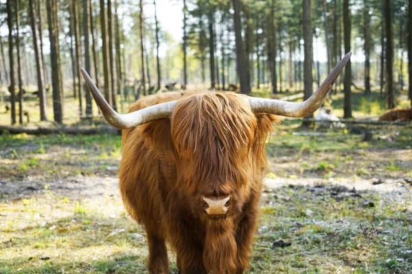 Ganado Escocés Las Tierras Altas Alimentándose Campo Escocia — Foto de Stock