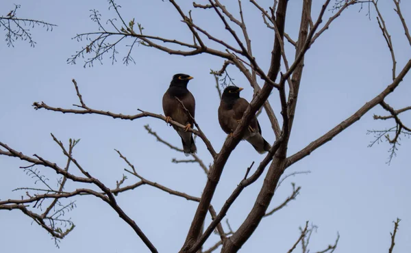 Низький Кут Пострілу Двох Птахів Гілках Дерева — стокове фото