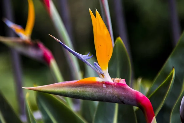 Detailní Záběr Krásné Pestrobarevné Strelitzia Květiny Rostoucí Zahradě — Stock fotografie