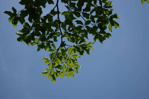 Una Rama Árbol Con Follaje Verde Fondo Azul Del Cielo — Foto de Stock