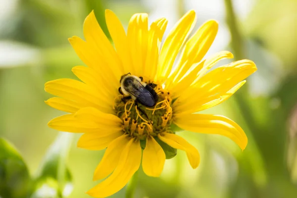 Selektywny Strzał Ostrości Pszczoły Zbierającej Pyłek Żółtego Kwiatu — Zdjęcie stockowe