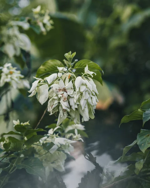 Selectivo Flores Mussaenda Blanca —  Fotos de Stock