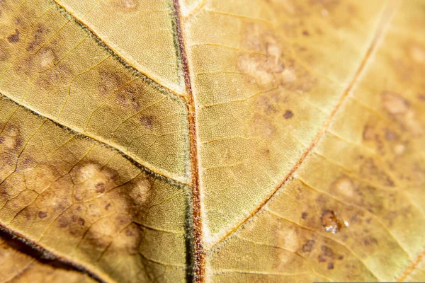 Eine Nahaufnahme Einer Getrockneten Herbst Ahornblatt Textur — Stockfoto