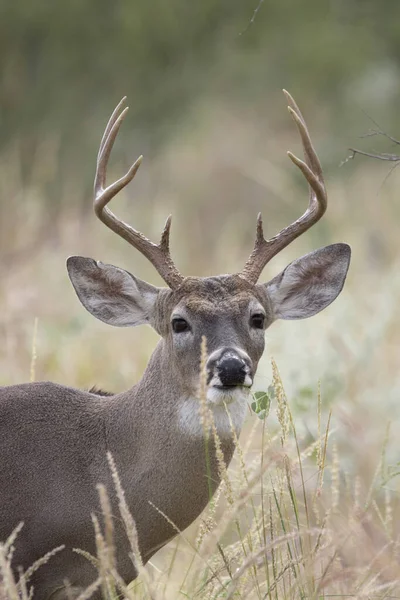 Selective Focus Shot White Tailed Deer Odocoileus Virginianus — 图库照片