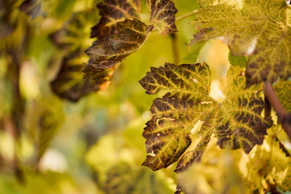 Gros Plan Vigne Dans Vignoble — Photo