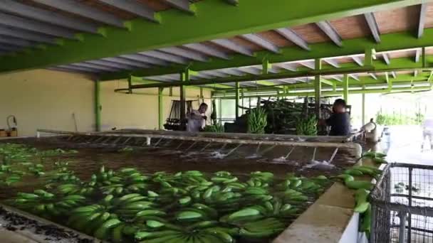 Séquences Ferme Bananes Asie — Video