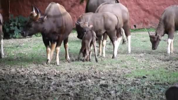 Manada Cabras Granja — Vídeo de stock