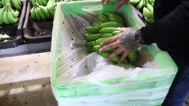 Beelden Van Bananenkwekerij Azië — Stockvideo