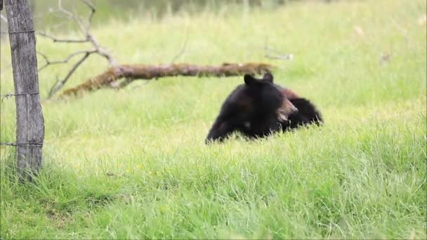 Чорний Ведмідь Лісі — стокове відео