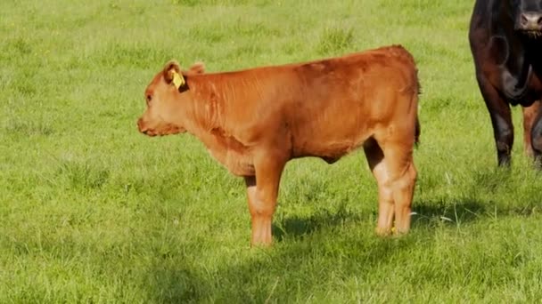Vista Panorâmica Das Vacas Que Pastam Paisagem Rural Fundo Natureza — Vídeo de Stock