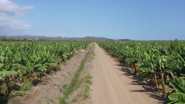 Banana Plantations Scenic View — Stock Video