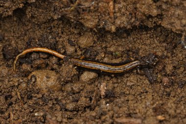 Closeup of the orange Western redback salamander , Plethodon vehiculum from South Washington , on the forest floor clipart