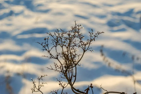 눈덮인 들판에서 가지를 클로즈업 — 스톡 사진