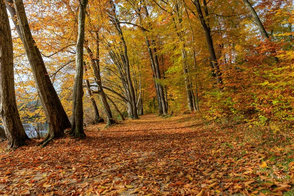 Μονοπάτι Δάσος Καλυμμένο Αποξηραμένα Φύλλα Και Κιτρινισμένα Δέντρα Φθινόπωρο — Φωτογραφία Αρχείου