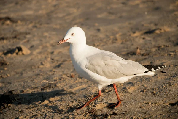 White Pigeon Walking Beach — Fotografia de Stock