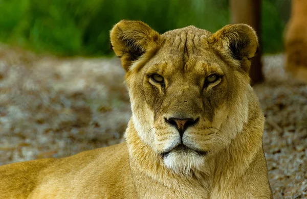 Szelektív Fókusz Felvétel Egy Tigris Melbourne Zoo Parkville Ausztrália — Stock Fotó