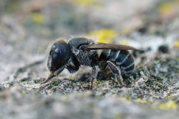 Closeup Female Blue Mason Bee Osmia Caerulescens Sitting Piece Wood — Fotografia de Stock