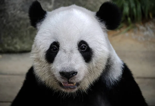Egy Közeli Kép Egy Aranyos Panda Arcról Ahogy Kamerába Néz — Stock Fotó