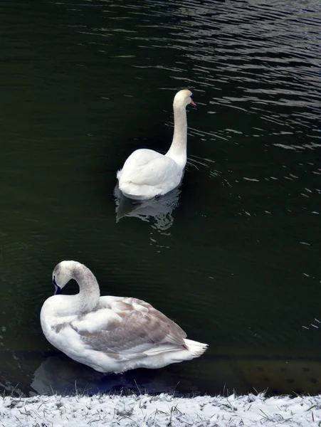 Vertical Shot Two Beautiful Swans Swimming Lake — Stock Photo, Image