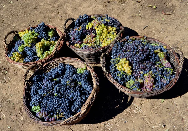 Zrenjanin Serbia Sep 2013 Aradac Serbia September 2013 Traditional Grape — Stock Photo, Image