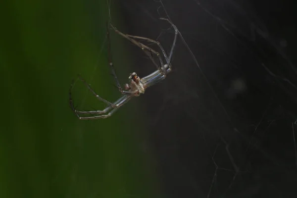 Ένα Επιλεκτικό Πλάνο Εστίασης Μιας Αράχνης Στο Φυσικό Της Περιβάλλον — Φωτογραφία Αρχείου