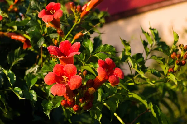 Zbliżenie Ujęcie Jasnoczerwonych Pięknych Kwiatów Trąbki Winorośli Ogrodzie Pod Słońcem — Zdjęcie stockowe