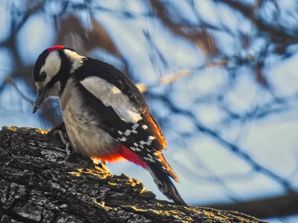 Primer Plano Gran Pájaro Carpintero Moteado Posado Sobre Árbol Bajo —  Fotos de Stock