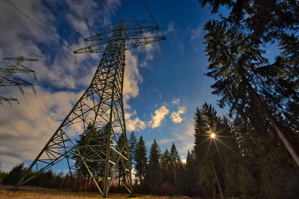 Coniferous Forest Power Lines Sunny Day — Stockfoto