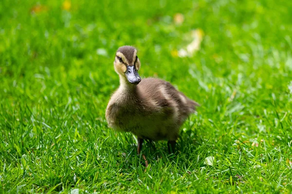 Duck Rodina Přichází Jíst Ovesnou Kaši Naší Zahradě Denní Bázi — Stock fotografie