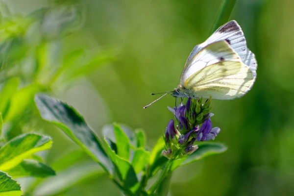白蝴蝶白天在花园里紫色花朵上的蝴蝶特写 — 图库照片