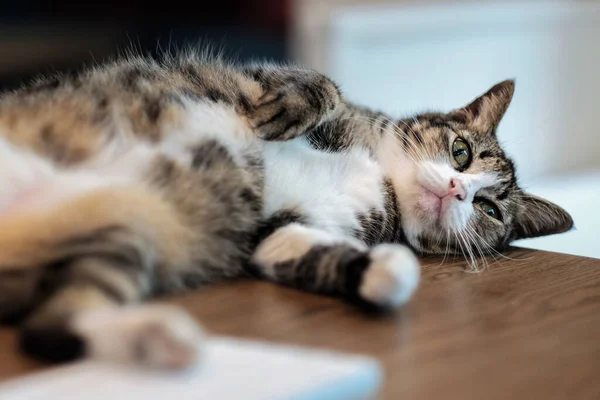 Een Schattig Huiselijk Katje Een Kamer — Stockfoto