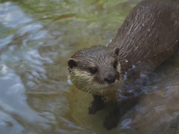 Closeup Shot North American River Otter — Stock Photo, Image