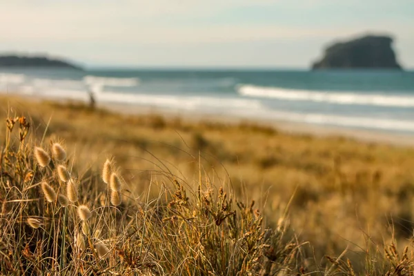 海岸の乾燥した草の閉鎖 — ストック写真