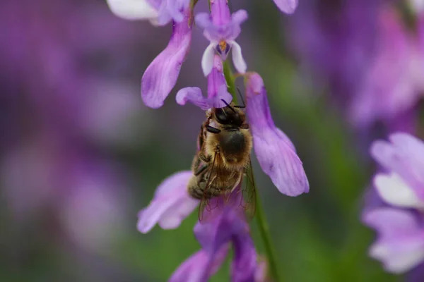 一只蜜蜂在紫色兰花上嗡嗡作响的特写镜头 — 图库照片