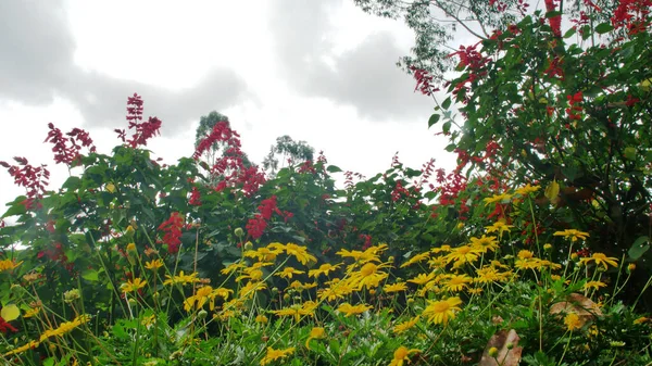 Vacker Utsikt Över Gula Och Röda Vilda Blommor Agrden — Stockfoto