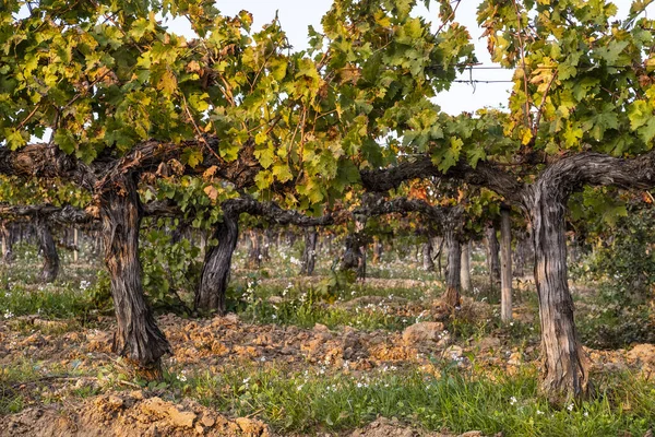Krásná Podzimní Krajina Vinicemi Regionu Penedes Katalánsko Španělsko — Stock fotografie