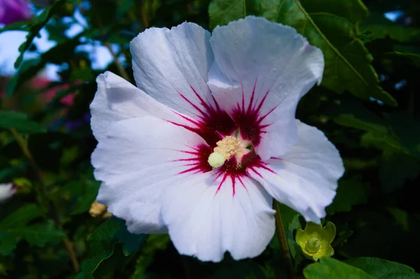 Detailní Záběr Krásné Bílé Květy Ibišku Obecného Zahradě Pod Slunečním — Stock fotografie