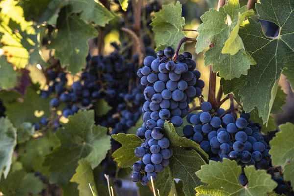 Пучки Свіжого Зрілого Органічного Винограду Листям Виноградниках Початку Осені Іспанія — стокове фото