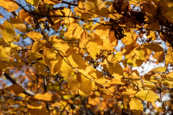 Gałęzie Drzew Żółtymi Liśćmi Lesie — Zdjęcie stockowe