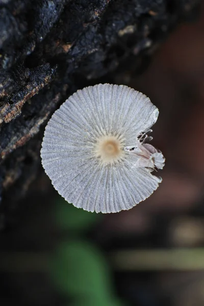 森林里野生蘑菇的特写镜头 — 图库照片