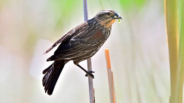 Closeup Shot Accentor Bird Perched Branch — Foto Stock