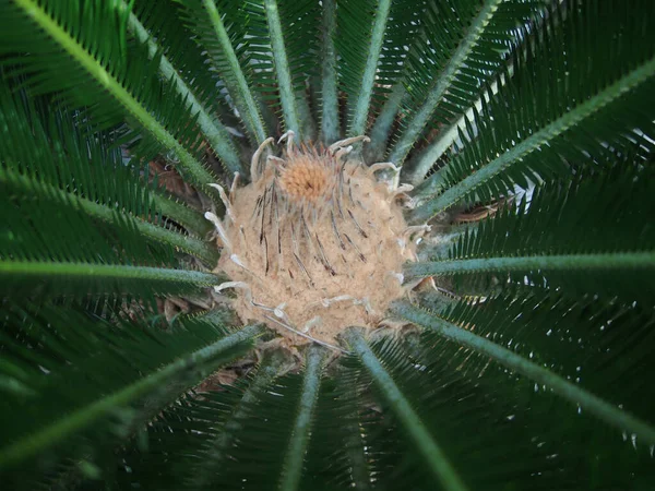 Bir Sago Palmiye Bitkisinin Yakın Çekim Görüntüsü — Stok fotoğraf