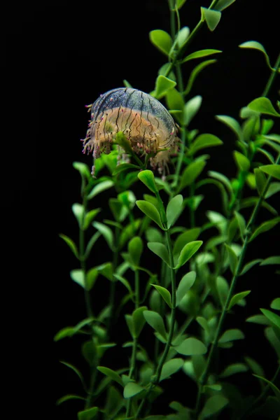 一只花头水母被草环绕的特写镜头 — 图库照片