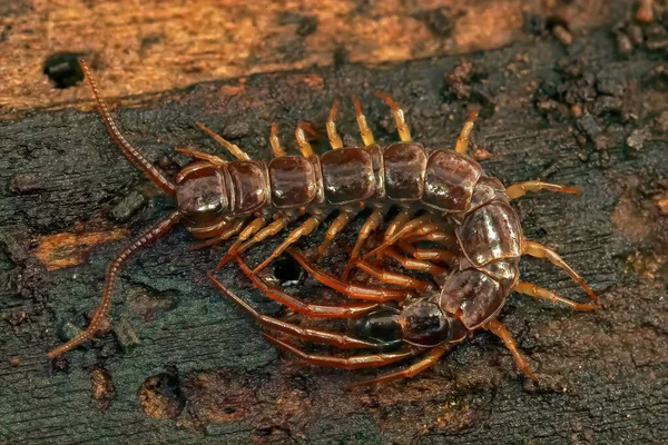 Closeup Common European Brown Centipede Lithobius Forficatus Living Piece Wood — Fotografia de Stock