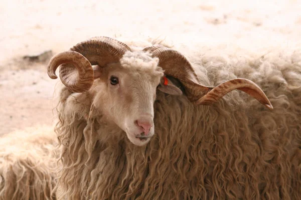 Merino Koyununun Seçici Odak Noktası — Stok fotoğraf