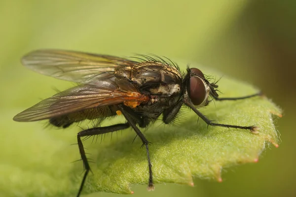 Closeup Hairy Fly Hydrophoria Lancifer Garden Sitting Green Leaf — Stockfoto