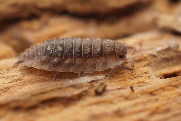 Detailed Closeup Secretive Living Common Shiny Woodlouse Oniscus Asellus Piece — Fotografia de Stock