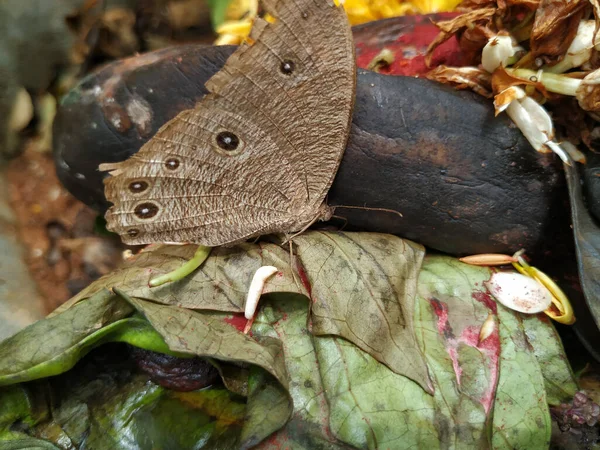 Zbliżenie Ujęcie Szaro Brązowego Koloru Eyed Motyl Siedzi Szczycie Roślinnego — Zdjęcie stockowe