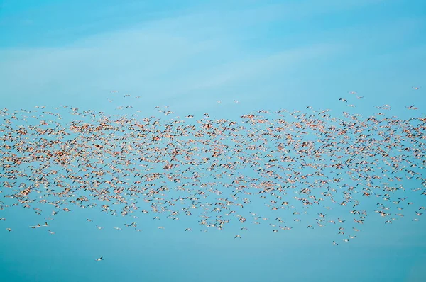 Group Flamingos Phoenicopterus Roseus Flying Sky Ebro Delta — стокове фото